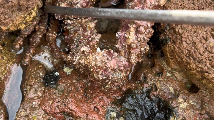 抓到一只你们没见过的章鱼