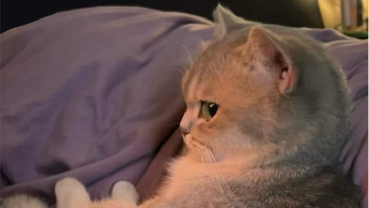 เหมียวบ้านฉันเหมือนจะโตไม่ได้สักที