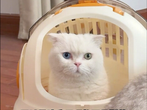 When cats leave the places where they've lived since they were young