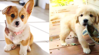 Baby Dogs - การรวบรวมวิดีโอสุนัขน่ารักและตลก #25 | Aww สัตว์