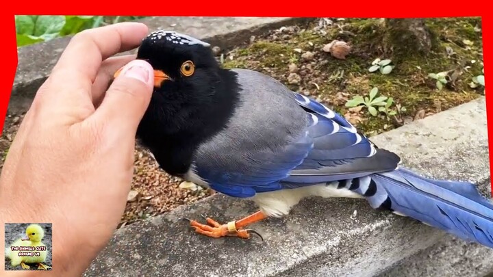 Very Beautiful Blue Magpie - Cute Bird - Cute Animals Around Us