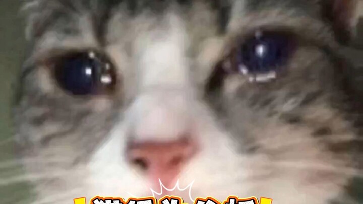 Cat Behavior Analysis 17: Rejecting the Trivialization of Cats' Suffering for Entertainment