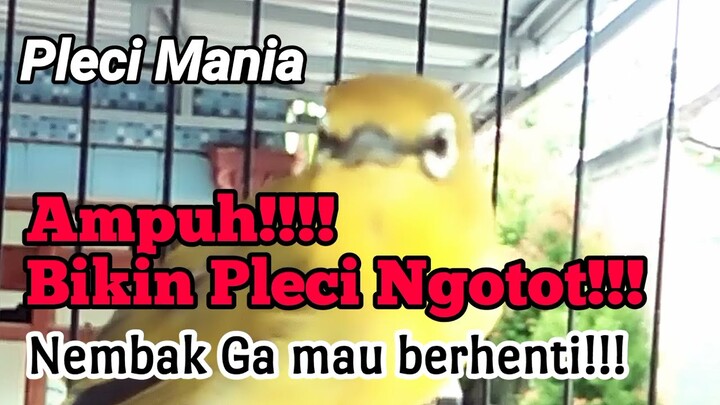 Ampuh Pancingan Bikin Pleci Nembak Ngotot Ga mau berhenti!!!