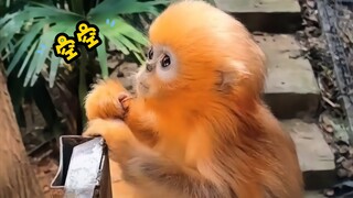 《🐒ลิงน้อยไม่เลวเลย น่ารักสุดๆ》