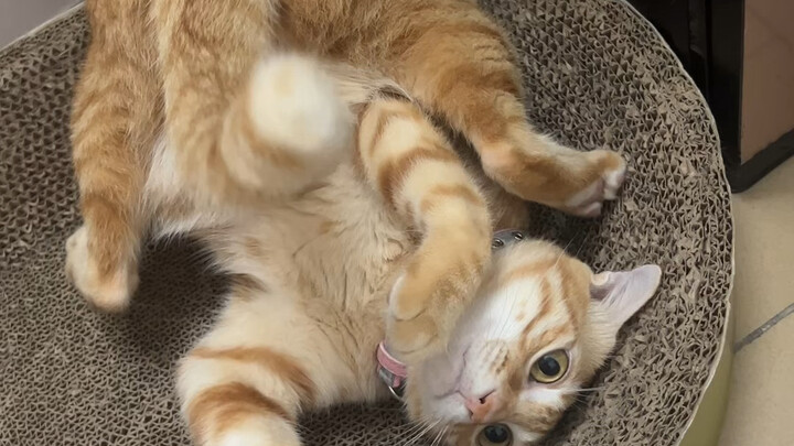 My cat can do backflips…