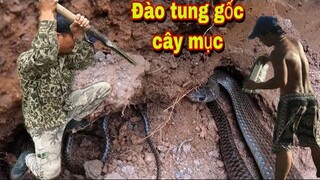 Đào Tung Ổ Rắn Khổng Lồ Và Tin Buồn Ập Tới Đại Vùng Cao