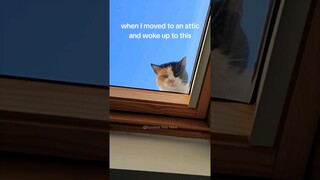 #51 Funniest Cats And Dogs videos 🐶🐱 #funny #animals #cuteanimals