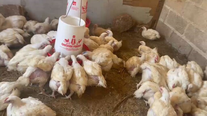 How to keep Chickens