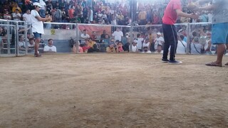 2nd fight...dehado parin. nauna lng namatay manok ko seconds lng...nagpabaya si dalusapi.