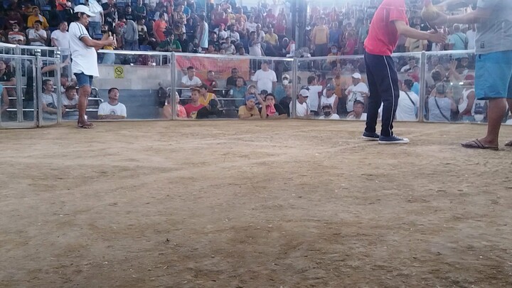 2nd fight...dehado parin. nauna lng namatay manok ko seconds lng...nagpabaya si dalusapi.