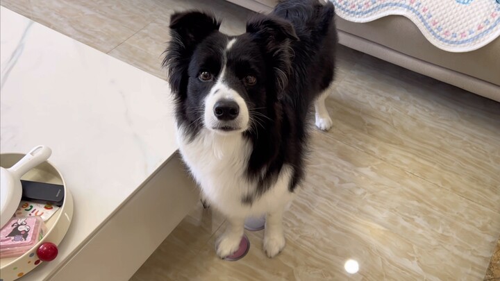 Puppy: Bạn có thể không tin, nhưng tôi đã bước vào không gian hai chiều