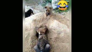 Thằng cờ hó này cứ phá | VỢ KTLN #ktln