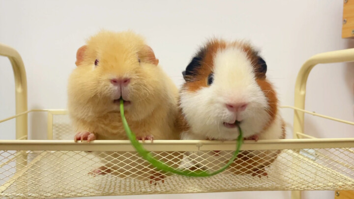 Who else gets it, folks? It's like snatching food right out of a pig's mouth!