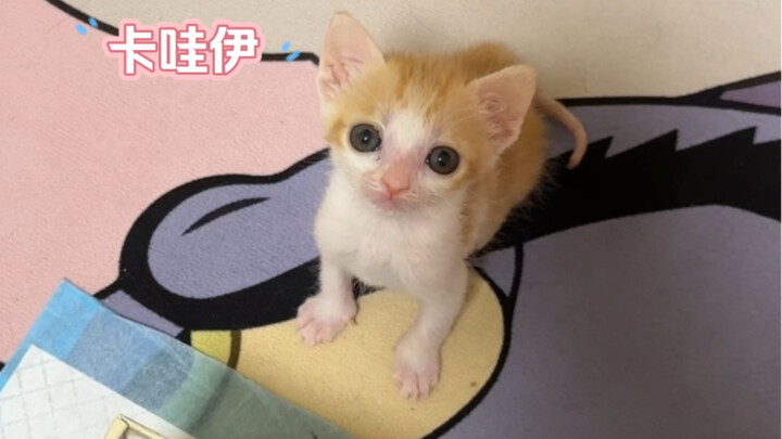 “การดึงดันสุดขีดระหว่างจมูกเล็กกับเจ้านายจอมเก็บขี้”