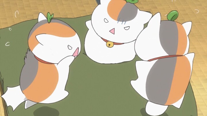 White Pig Raising Story
