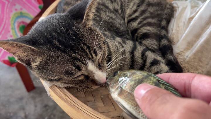 What will happen when you place a fish right in front of a sleeping kitten’s mouth?