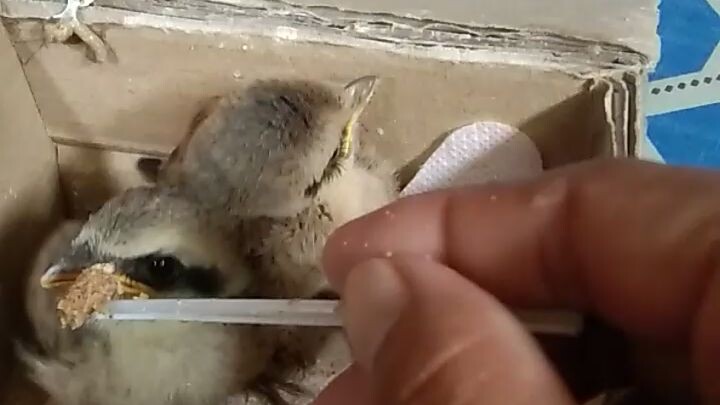 how to feed little birds