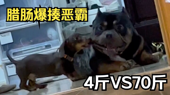 نقانق بوزن 4 جين تُعَلِّم كلبًا شرسًا بوزن 70 جين درسًا قاسيًا!