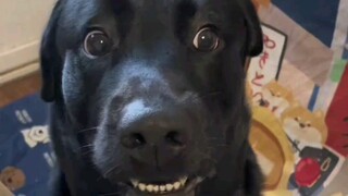 الكلب: أنا كلب، لكنني لست كلبًا متذلّلًا.