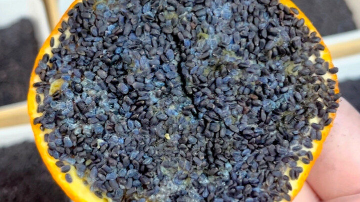 Gak nyangka banget 🤣 Buah-buahan jadi begini setelah direndam oleh Lan Xiangzi⁉️