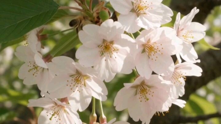一颗樱桃意外从卡车上掉落 🍒，经历雨水、泥土和时间，竟然慢慢长成了一棵结满樱桃的树！🌱🌳🍒看完完整的生长过程，真的太神奇了！✨#樱桃 #樱桃树 #植物生长 #自然 #生长过程 #延时摄影 #自