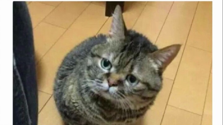 “ครั้งหน้าห้ามเหยียบแมวนะนะ”