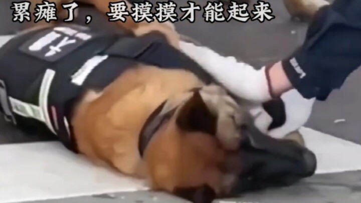 Đội chó cứu hộ bán đáng yêu