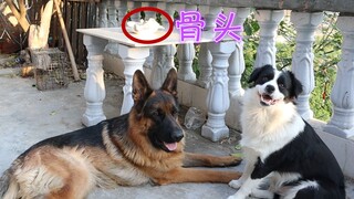 德牧为何能成为警犬，边牧再聪明只能放羊，一块骨头就能说明问题