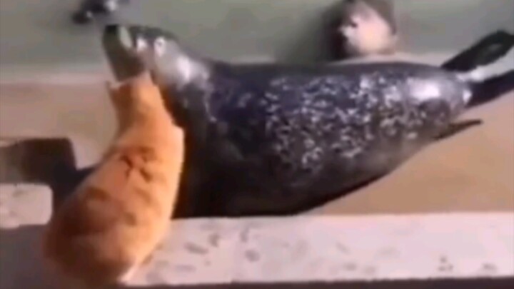 Bagi seekor anjing laut seberat ratusan kilogram, betapa besar trauma psikologis yang ditimbulkan ol