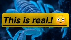 A glowing predator in the dark 😳