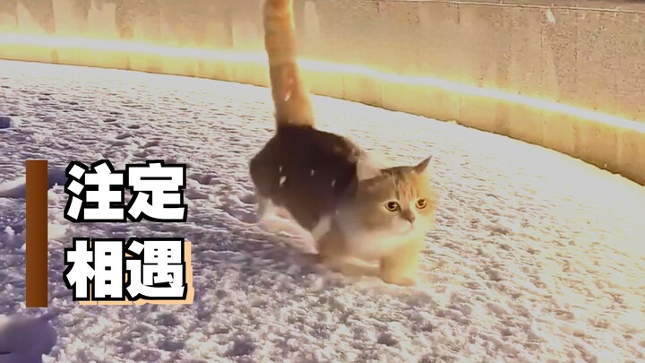 A roundup of those adorable cats