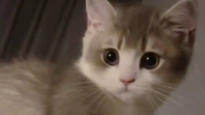 Kitty: Hey, meow, I’m awake.