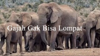 Gajah Gak Bisa Lompat