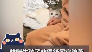The kitten is about to give birth and the owner must be with her