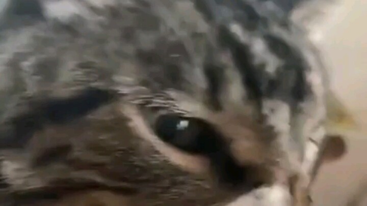 Sao mà thơm thế này!? Không được, nhịn không nổi nữa, phải nếm thử đã!!