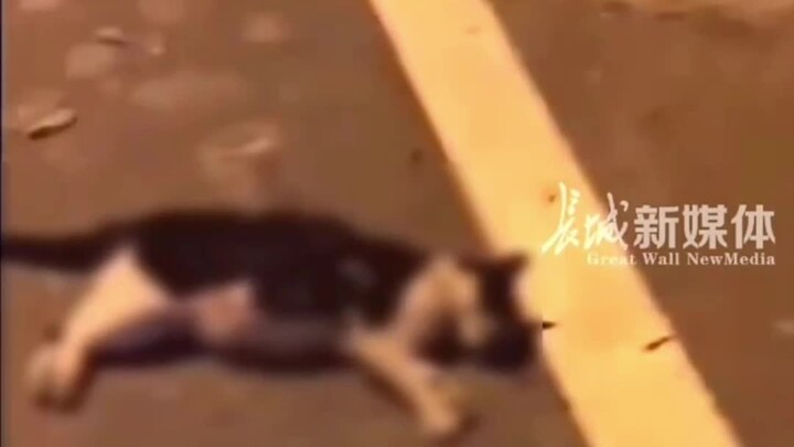 رجل يتعمد تدريب كلب بيتبول لقتل قطة مشردة حامل