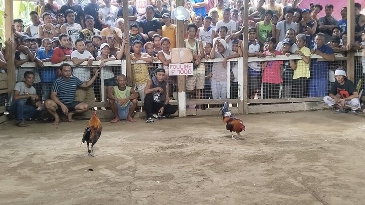 McLean hatch 10months old W