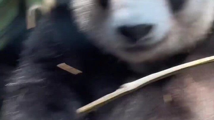 A People's Education Press panda