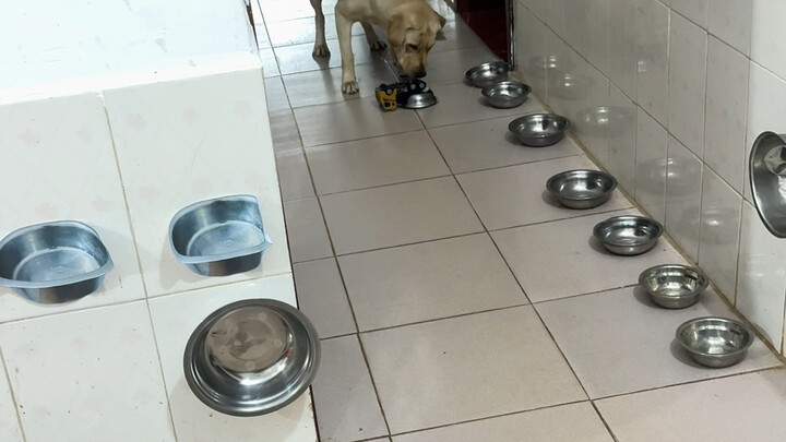 Chó: Hôm nay bát ăn của tao mọc chân dài à?