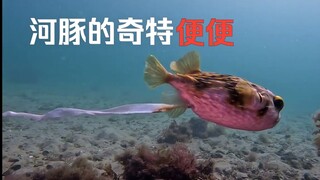 هل تصدق أن هذه فضلات سمكة الفوغو؟
