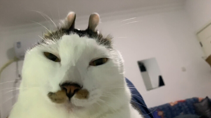 No matter how you mess with “The Chameleon Cat,” it just won’t go down!