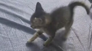 小猫：主人啊，你出门一定要带上我啊！