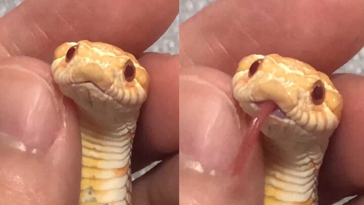 I caught a cute little snake on the bed, and the moment I stuck out my tongue, I panicked