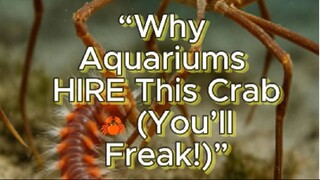 “Why Aquariums HIRE This Crab! 🦀 (It’s INSANE)”