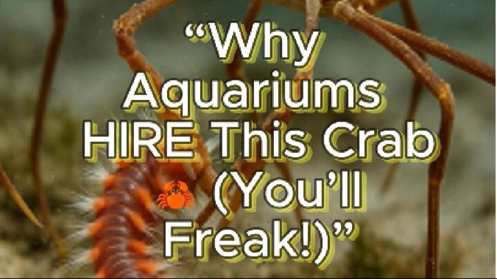 “Why Aquariums HIRE This Crab! 🦀 (It’s INSANE)”