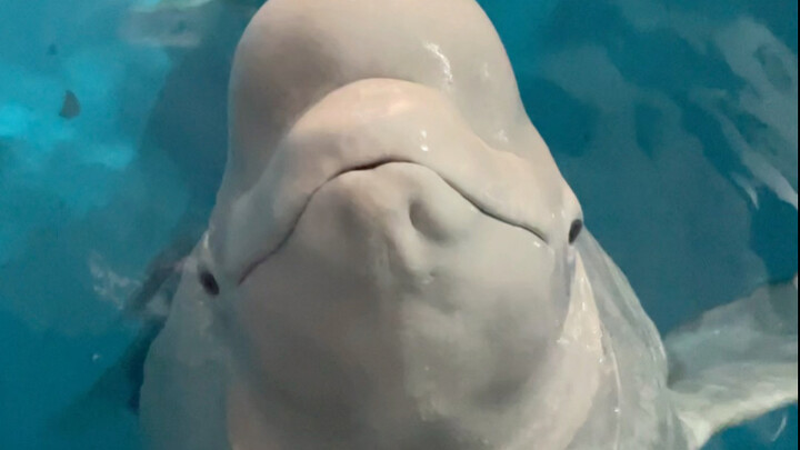 Dabai is a total wife-crazed guy 😂