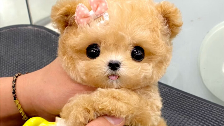 I picked out a teddy bear for a beautiful fan in Hong Kong—after I cut it out, it really didn’t disa