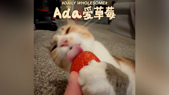 Si Sanhua yang menderita hipoplasia serebelum sangat menyukai stroberi!