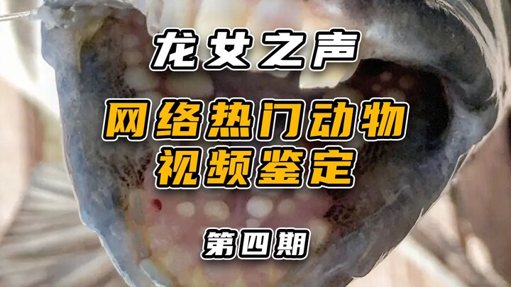 การตรวจสอบวิดีโอดังบนอินเทอร์เน็ตเกี่ยวกับสัตว์ (ตอนที่ 4)