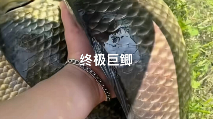 ปลาคาร์พยักษ์รัสเซีย